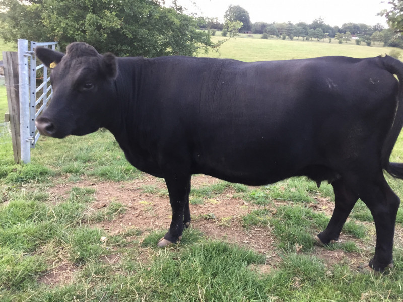 5 Pedigree Dexter Breeding Heifers - SellMyLivestock