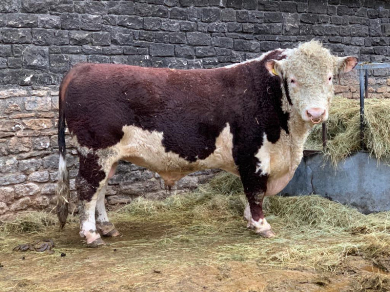 1 Pedigree Hereford Breeding Bull SellMyLivestock