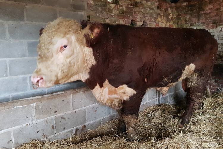 1 Pedigree Hereford Breeding Bull - SellMyLivestock