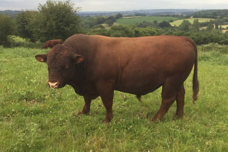 1 Pedigree Devon Red Breeding Bull - SellMyLivestock