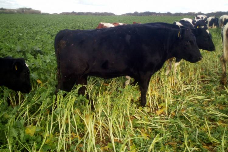3 Aberdeen Angus, Holstein Cross Breeding Heifers SellMyLivestock