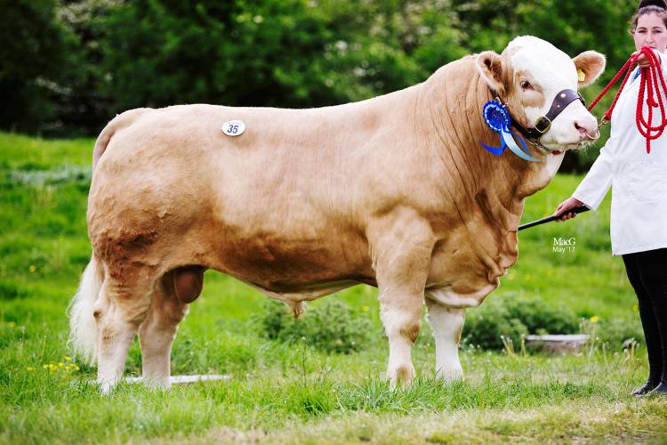 10 Pedigree Simmental Breeding Bulls SellMyLivestock
