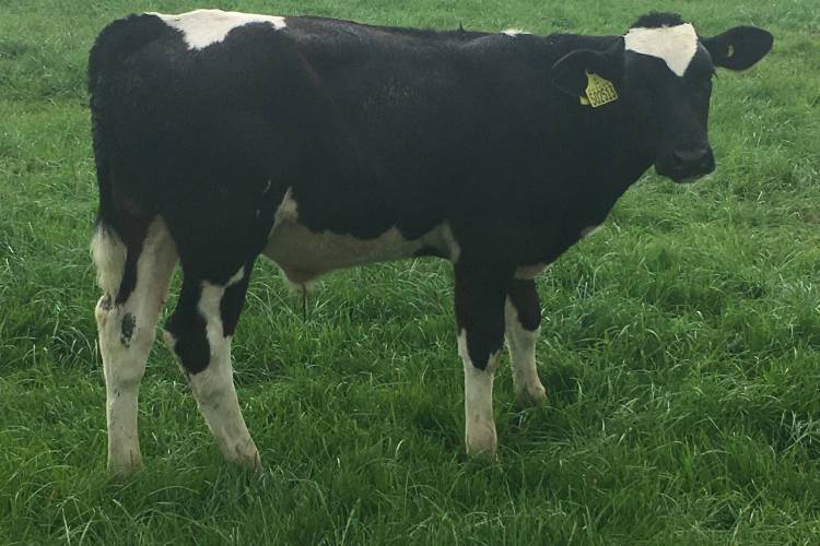 2 Holstein Friesian Store Calves SellMyLivestock