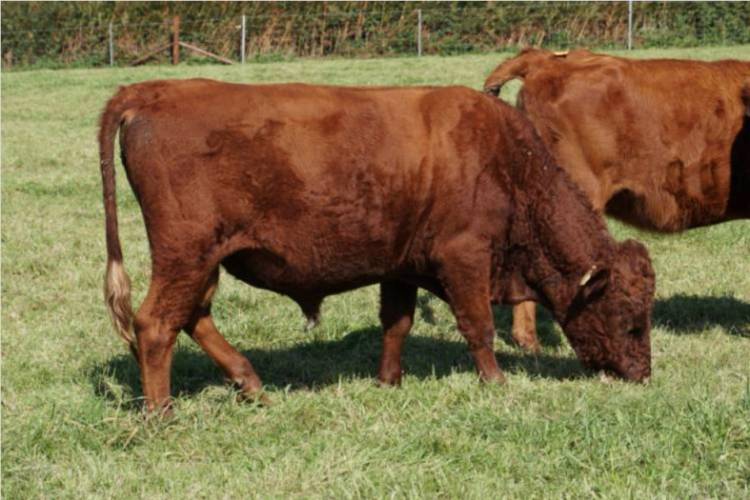 1 Pedigree Dexter Breeding Bull - SellMyLivestock