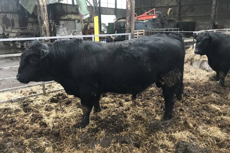 4 Welsh Black Store Bulls - SellMyLivestock