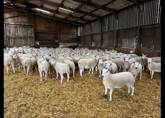 Everything | SellMyLivestock - The Online Livestock Marketplace
