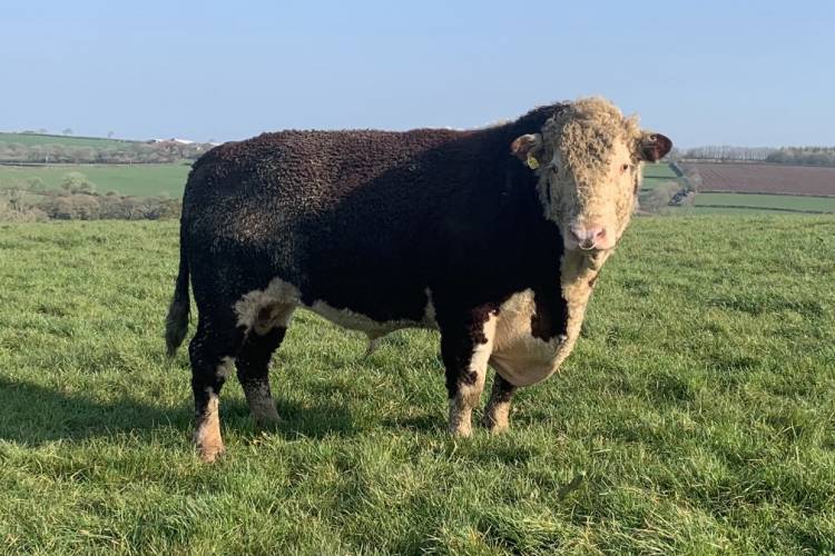 1 Pedigree Hereford Breeding Bull - SellMyLivestock
