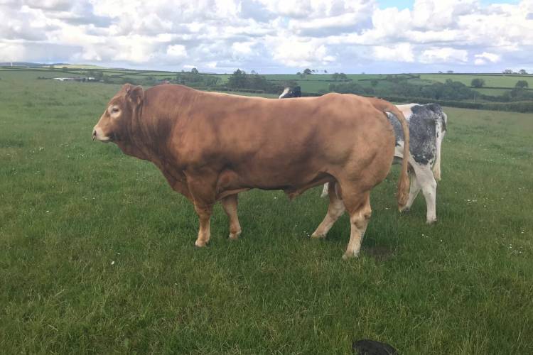 1 Pedigree Limousin Breeding Bull - SellMyLivestock