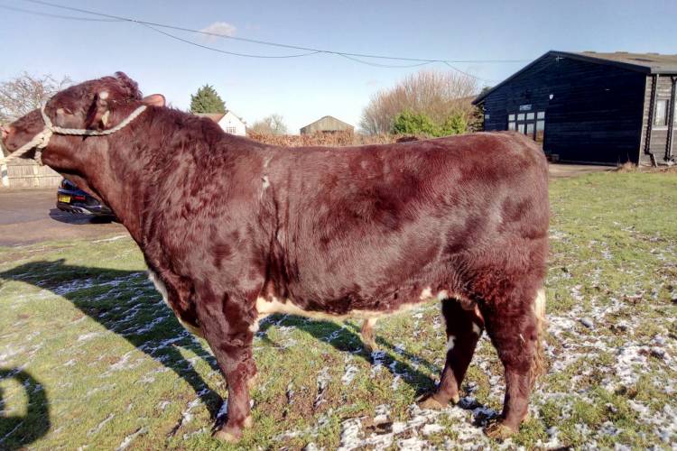 1 Beef Shorthorn Breeding Bull - SellMyLivestock