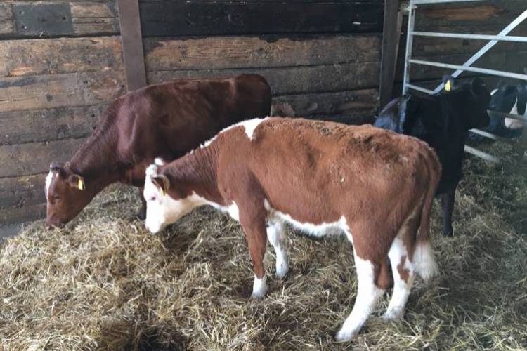 3 Wagyu Store Calves SellMyLivestock