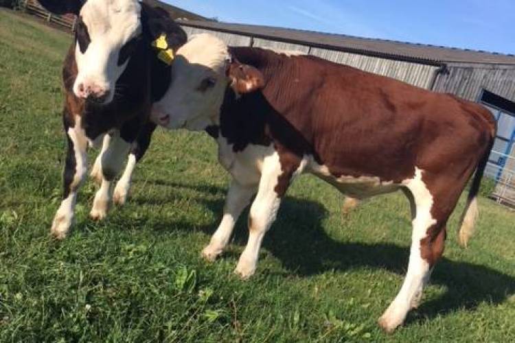 8 Hereford Cross Store Calves SellMyLivestock