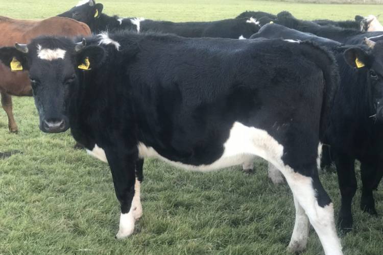 60 Organic Jersey, Holstein Cross InCalf Breeding Dairy Females