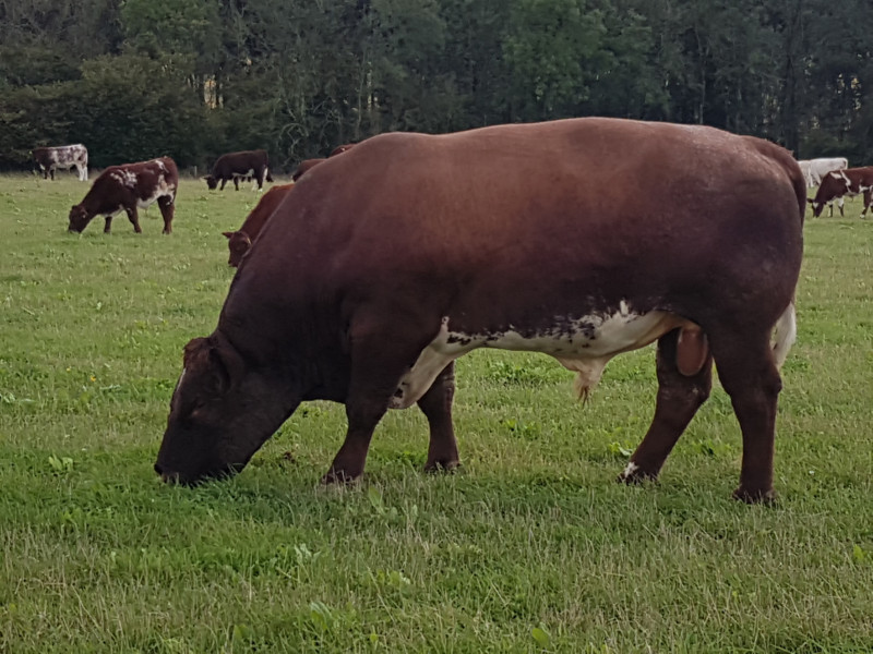 1 Pedigree Beef Shorthorn Breeding Bull SellMyLivestock