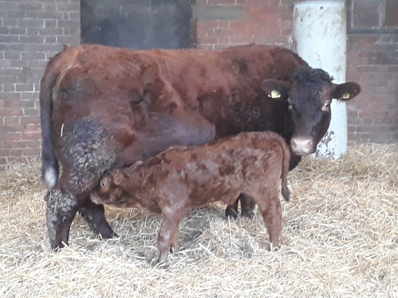 12 Limousin, British Blue, Aberdeen Angus Cross In-Calf Breeding Cows ...