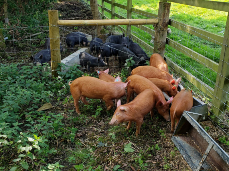 20 Pedigree Tamworth, Berkshire Growing, Breeding Gilts, Boars ...