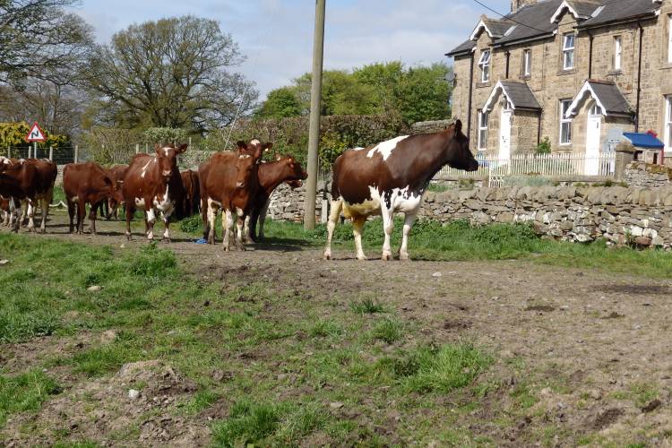 20 Dairy Shorthorn Dairy Calves SellMyLivestock
