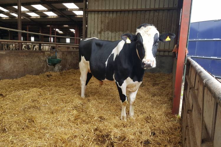 1 Pedigree Holstein Friesian, Holstein Breeding Young Bull, Bull