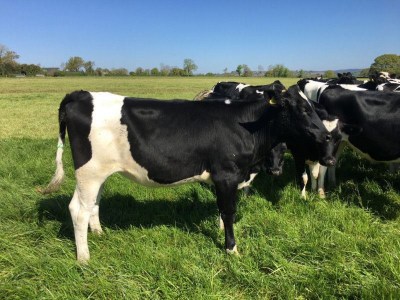 25 Organic Holstein Friesian Breeding, Dairy Heifers - SellMyLivestock