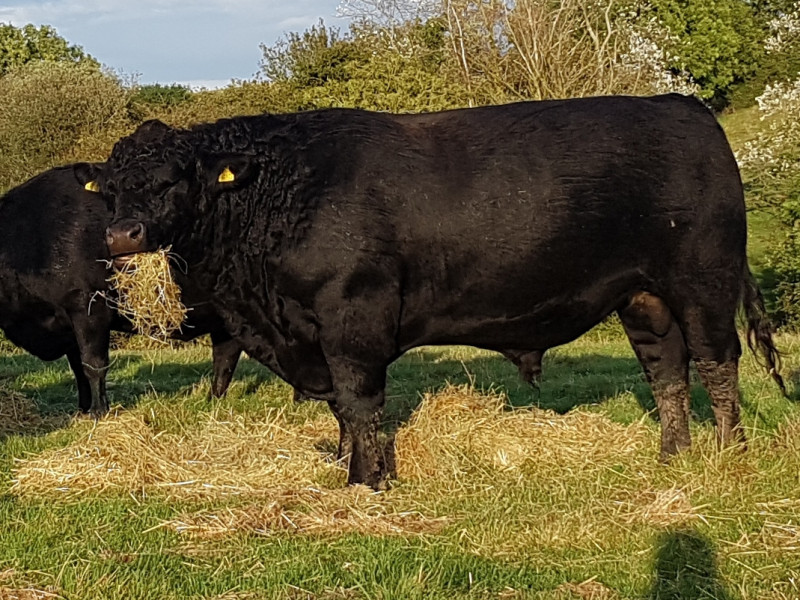 1 Pedigree Aberdeen Angus Breeding Bull - SellMyLivestock