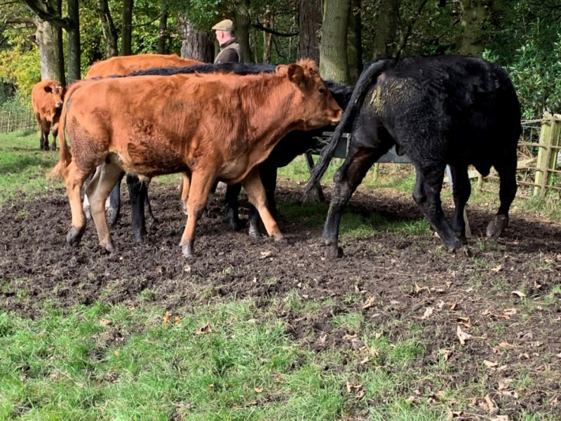 17 Aberdeen Angus, Limousin Cross Store Heifers, Steers - SellMyLivestock