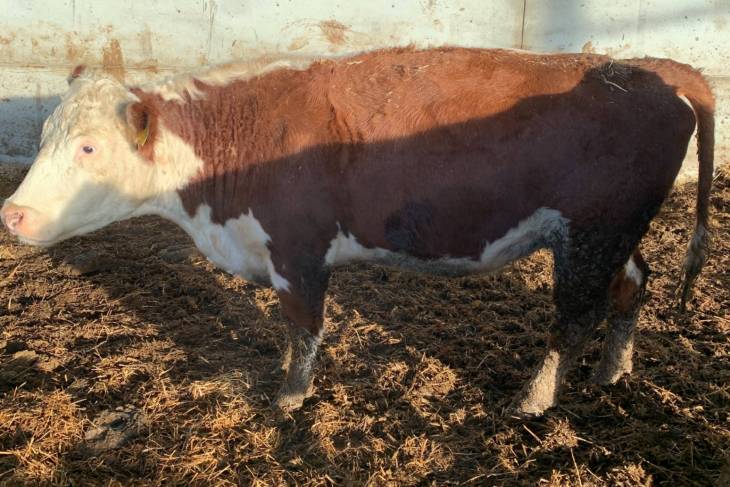 Hereford cows for sale near me