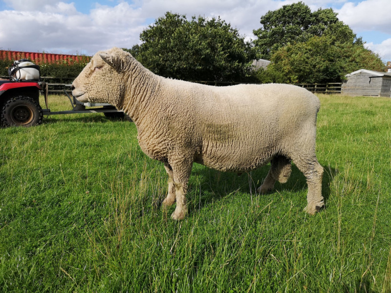 1 Pedigree Southdown Breeding Ram SellMyLivestock