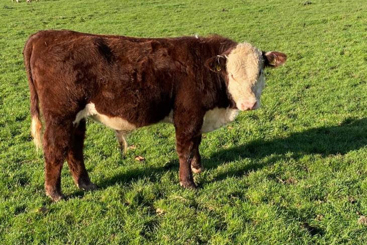Stock for sale - Hereford Cattle Society