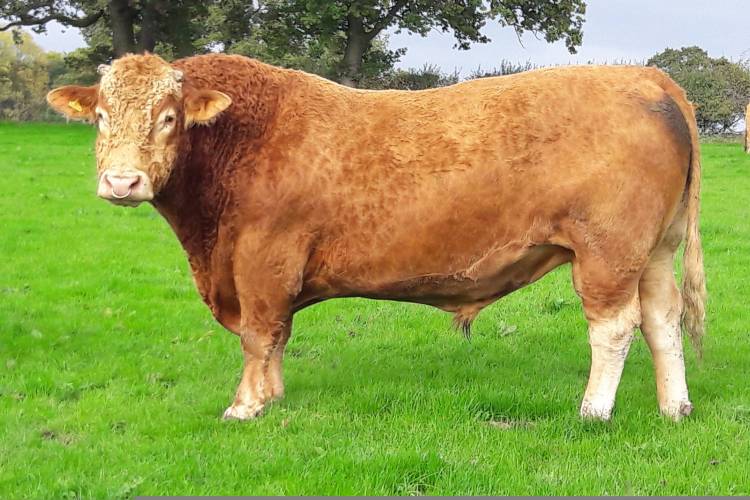 1 South Devon Breeding Bull - SellMyLivestock