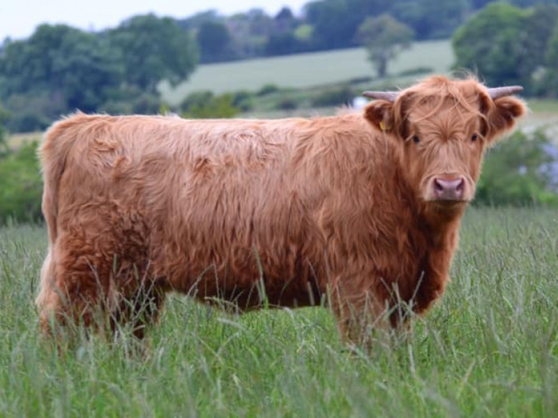 4 Pedigree Highland Breeding Heifers - SellMyLivestock