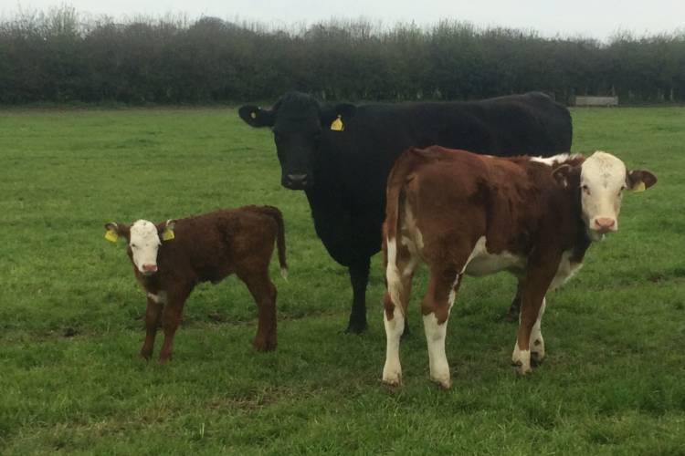 2 Holstein, Aberdeen Angus Cross Breeding Cows with Calves at Foot