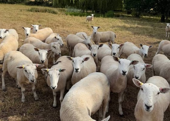 Everything | SellMyLivestock - The Online Livestock Marketplace