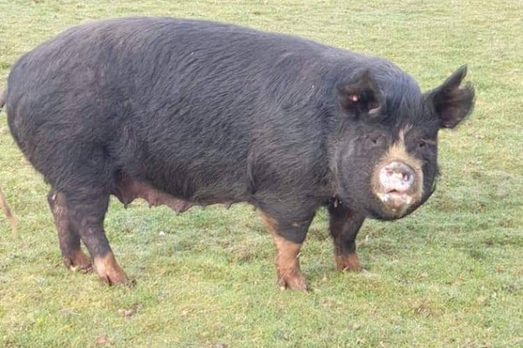 1 Pedigree Berkshire In-Pig Breeding Sow - SellMyLivestock