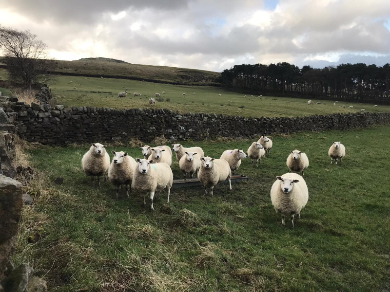 16 Lleyn In-Lamb Breeding Ewes - SellMyLivestock