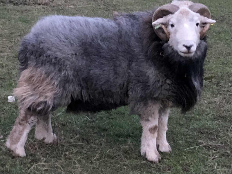 1 Herdwick Breeding Ram SellMyLivestock