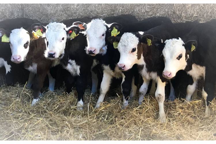 20 British Blue, Hereford Cross Breeding Calves SellMyLivestock