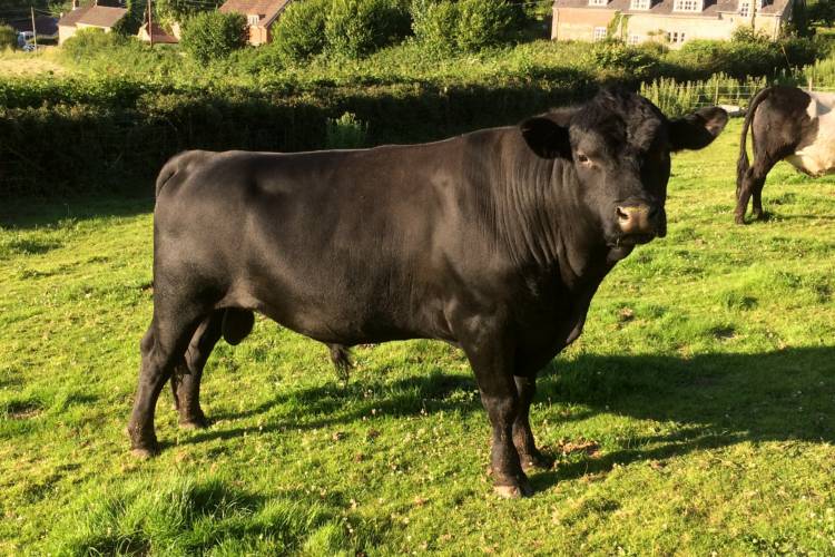 1 Pedigree Aberdeen Angus Breeding Bull - SellMyLivestock