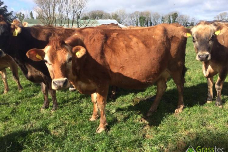 36 Jersey Cross Breeding Dairy Females, Cows - SellMyLivestock