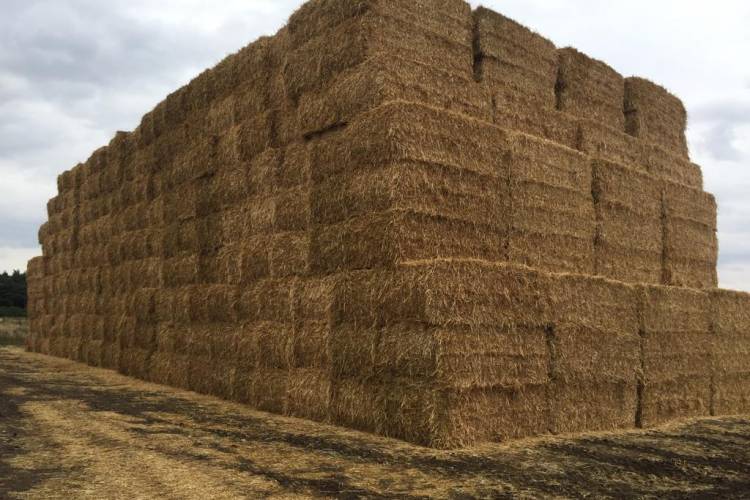 300 Baled Straw (Wheat) SellMyLivestock