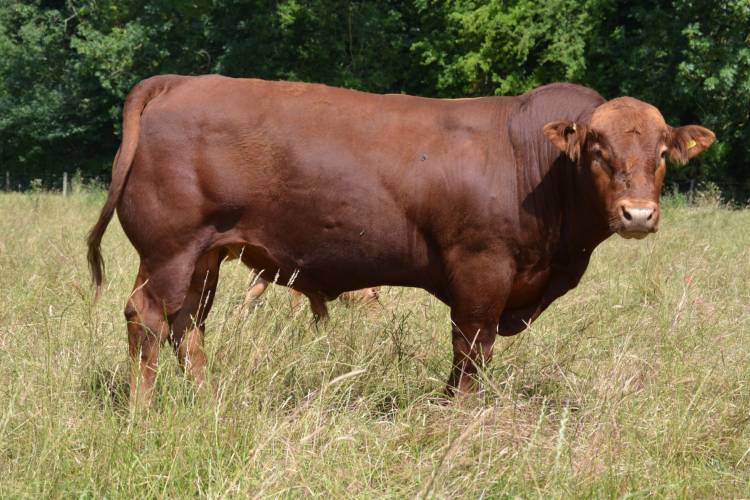 1 Stabiliser Breeding Bull - Sellmylivestock