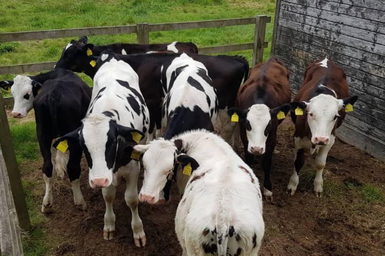 8 Holstein Friesian, Holstein, Hereford Cross Store Calves, Heifers, Bulls SellMyLivestock