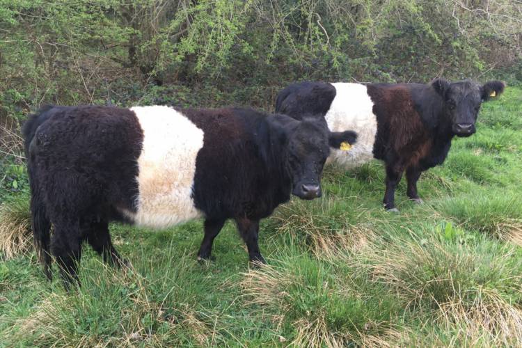 4 Belted Galloway In-Calf Breeding Cows - SellMyLivestock