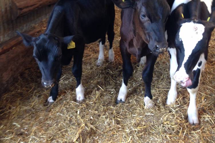 10 Holstein Cross Store Steers SellMyLivestock