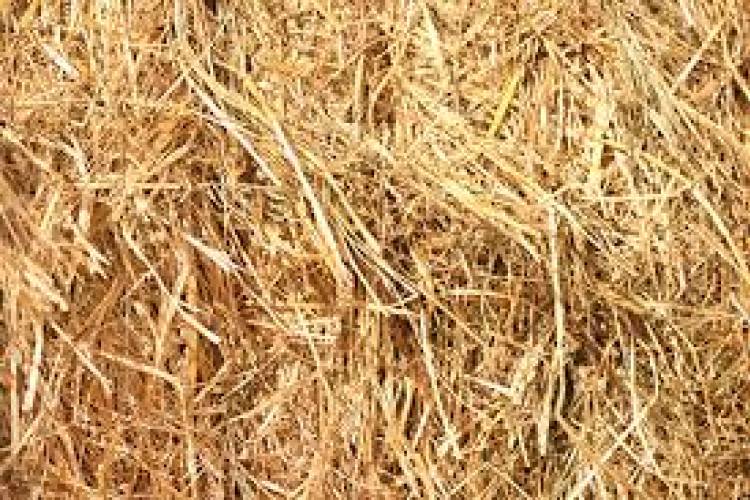 200 Baled Straw (Barley) SellMyLivestock