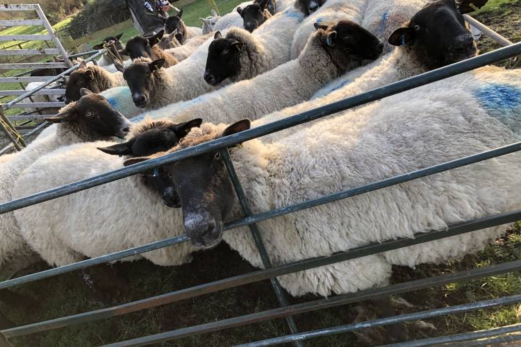 25 Suffolk Cross In-Lamb Breeding Ewes - SellMyLivestock