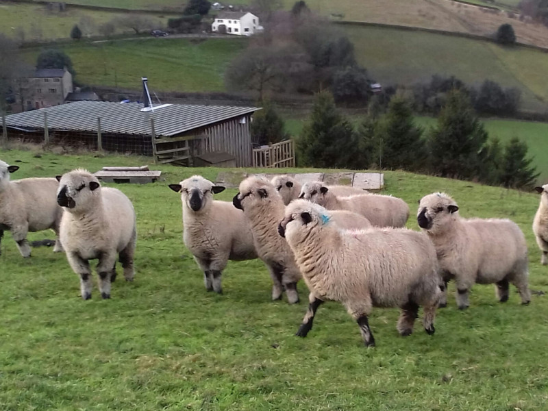 7 Hampshire Down In-Lamb Breeding Ewes - SellMyLivestock