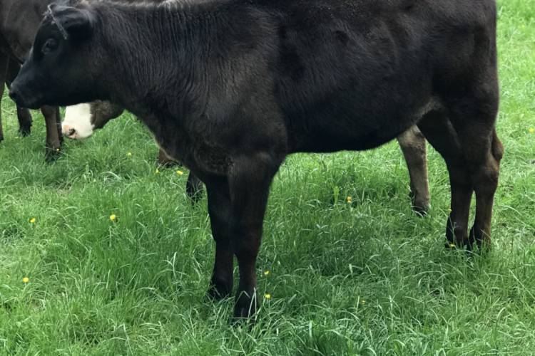 22 Simmental, Aberdeen Angus, Limousin, Hereford Cross Store Heifers ...