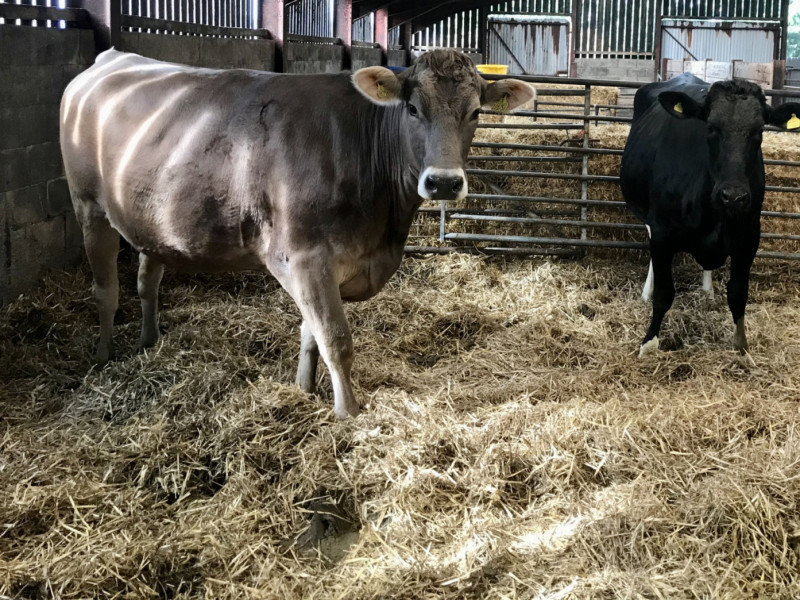 2 Brown Swiss, Holstein Friesian In-Calf Breeding, Dairy Heifers ...