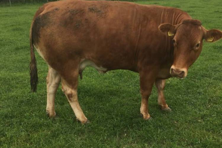 5 Limousin Cross Breeding Cows - SellMyLivestock