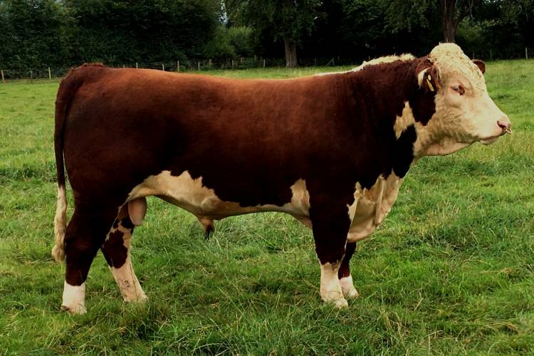 1 Pedigree Hereford Breeding Bull - SellMyLivestock