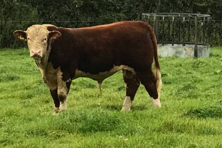 Stock for sale - Hereford Cattle Society